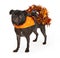 Black Pug Dog wearing orange Halloween dress