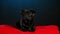 A black pug lies on a red pillow and looks around. The pet poses in the studio on a dark blue gradient background. Slow
