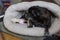 black pug mops named adelheid sleeping