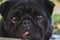 Black pug portrait. Funny dog face. Best human friend. Domestic dogs concept. Blak pug looking at camera. Adorable lazy pug.