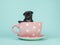 Black pug puppy sitting in a pink and white dotted cup and saucer on a turquoise blue background