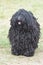 Black Puli Dog with Shaggy Curls