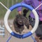 Black Pumi dog  jumping through the agility ring