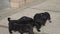 Black puppies eating together int the yard, from a plate, the puppies are hungry, running, wagging their tails