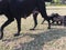 Black puppies Feeding milk by their blak mamma