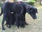 Black puppies Feeding milk by their blak mamma