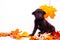 Black puppy in autumn leaves on a white background,little dog autumn concept