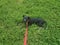 Black puppy dog with a pink leash in the grass