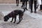 Black puppy dog â€‹â€‹with pink leash playful and curious next to his owner