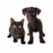 Black puppy and kitten