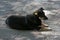 A black puppy lies on the pavement with its paws extended forward. On the right ear of the dog is a yellow chip, the breed is a