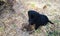 Black puppy sitting alone on yellow, beige grass and looking on you,  into the lens