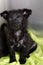 Black puppy with split nose and demodectic mange, .located at the head and body level