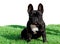 Black purebred French bulldog sitting on grass