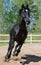 Black purebred horse gallops