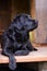 Black purebred labrador