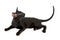 Black purebred oriental cat