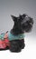 Black purebred scottish terrrier dog dressed in canine clothing