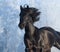 Black purebred stallion - portrait in motion