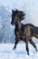 Black purebred stallion running fast gallop