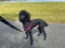 A black purebred standard poodle on a leash