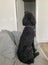 A black purebred standard poodle waiting for his human to come home