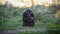 Black quiet wild chimpanzee in captivity behind a metal fence