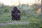 Black quiet wild chimpanzee in captivity behind a metal fence