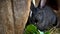 Black rabbit eats hay in a cage