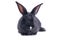 Black rabbit in front of white background