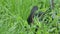 Black rabbit hiding and eating in the grass