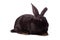 Black rabbit isolated on white