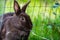 Black rabbit peering curiously into an empty wire cage, its whiskers twitching