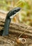 Black Racer Snake Closeup Coming Out of Hole