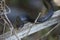 Black Racer Snake Curved Pose on a Palm Frond Stem in Florida