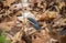 A black racer snake slithers over brown dry leaves.