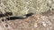 Black racer snake sunning