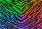 The Black-Rainbow gradient Tiger print camouflage texture, carpet animal skin patterns or backgrounds, 7 colors of raibow gradient