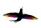 Black rainbow hummingbird icon isolated