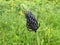 Black rampion flower in the mountains