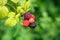 Black Raspberries (Rubus Occidentalis)