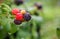 Black Raspberries (Rubus Occidentalis)