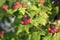 Black raspberries . Rubus occidentalis.