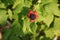 Black raspberries . Rubus occidentalis.