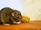 Black rat domestic pet eats looks closely at a wooden brown table