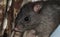 Black rat Rattus rattus