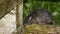 Black rat Rattus rattus