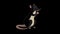 Black rat sits and eats cheese animation Alpha Matte