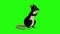 Black rat sits and eats cheese animation Chroma Key