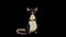 Black rat sits and laughs animation Alpha Matte